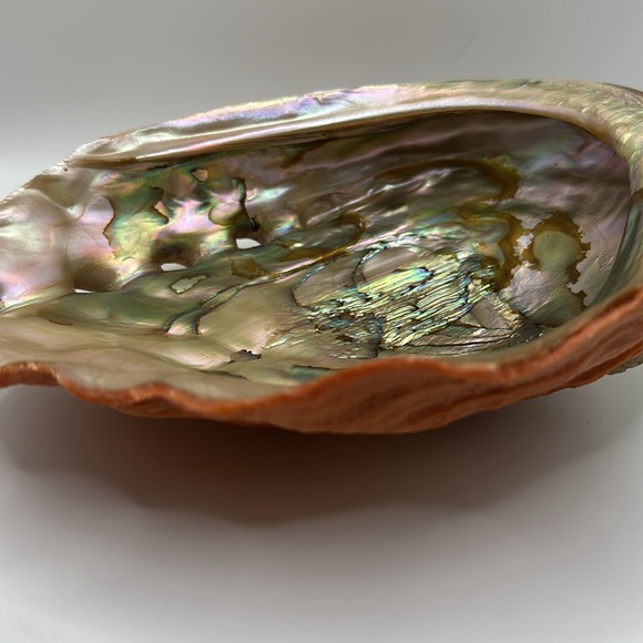 Vintage Red Abalone Shell. Excellent luster. Collector piece. - Picture 12 of 12